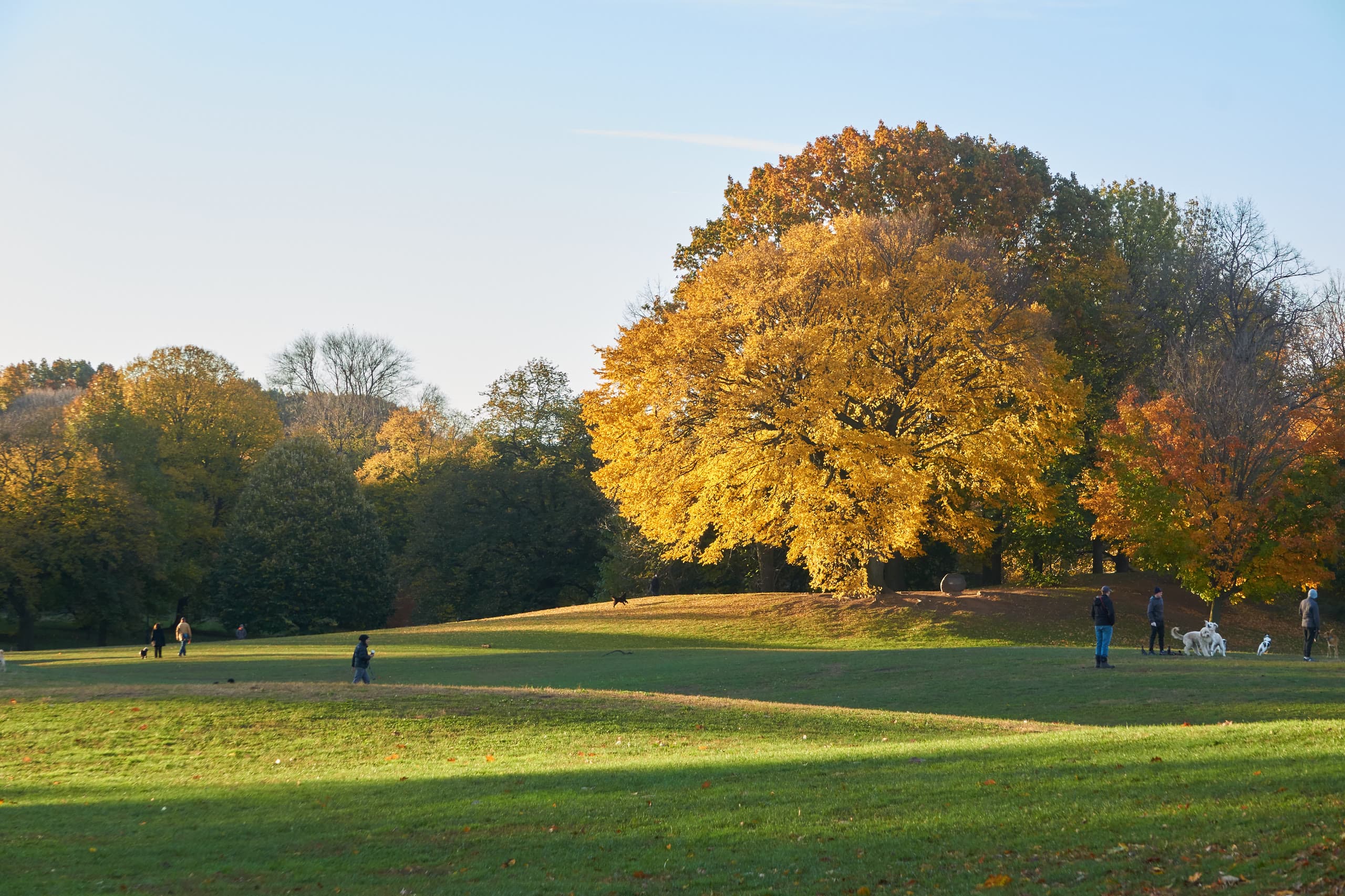 A golden autumn morning on the Long Meadow in Prospect Park, Brooklyn